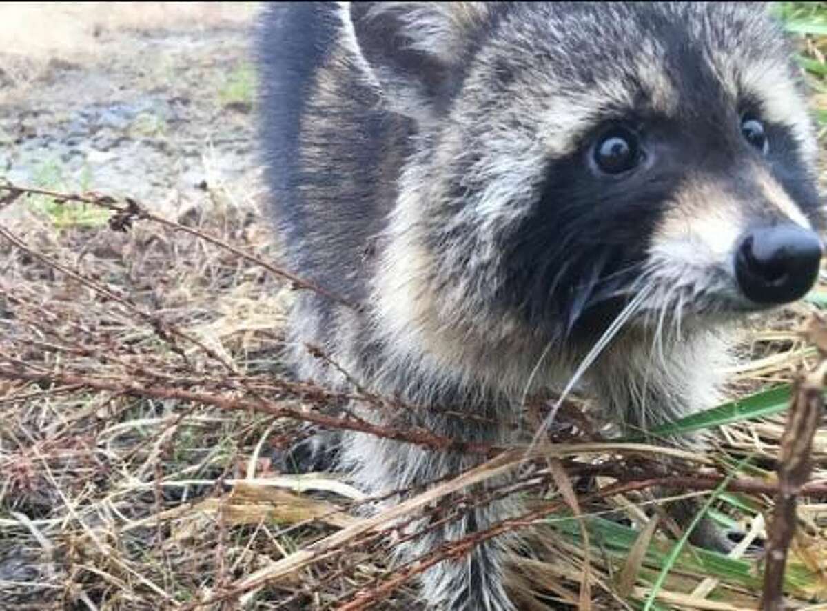 A drunk raccoon in Milton, West Virginia, according to the Milton Police Department.