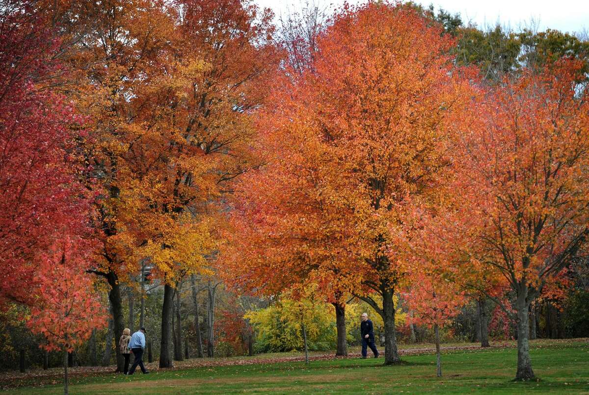 Fall foliage at peak color draws large numbers of walkers to Twin Brooks Park in Trumbull on Oct. 29, 2014.