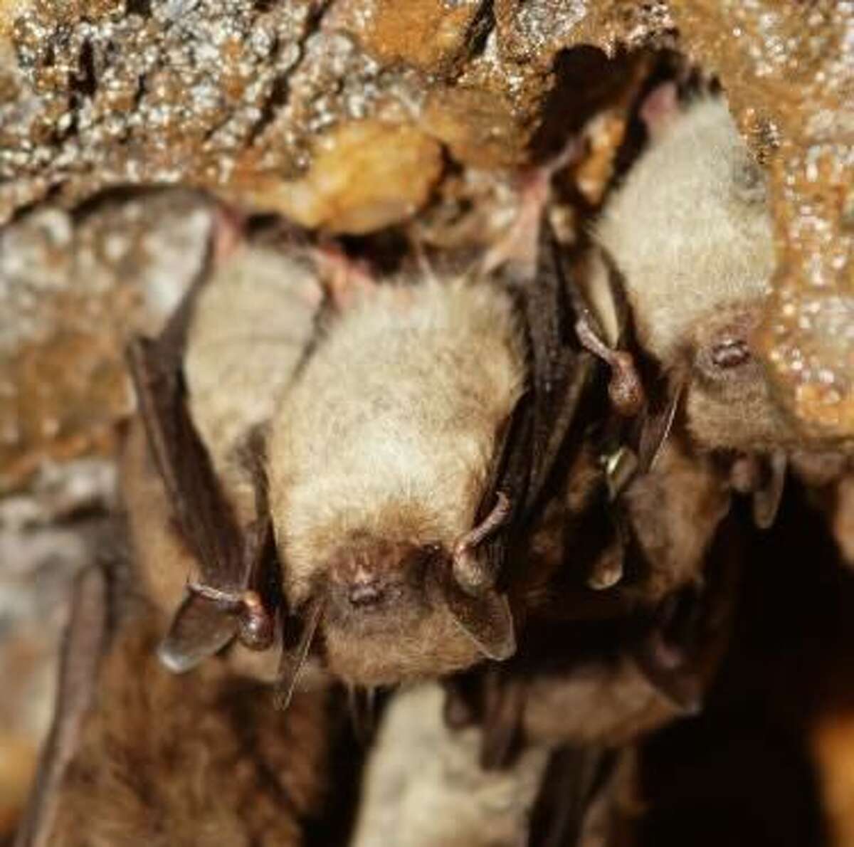 Little brown bats, recently listed as endangered on Connecticut’s List of Endangered, Threatened and Special Concern Species.