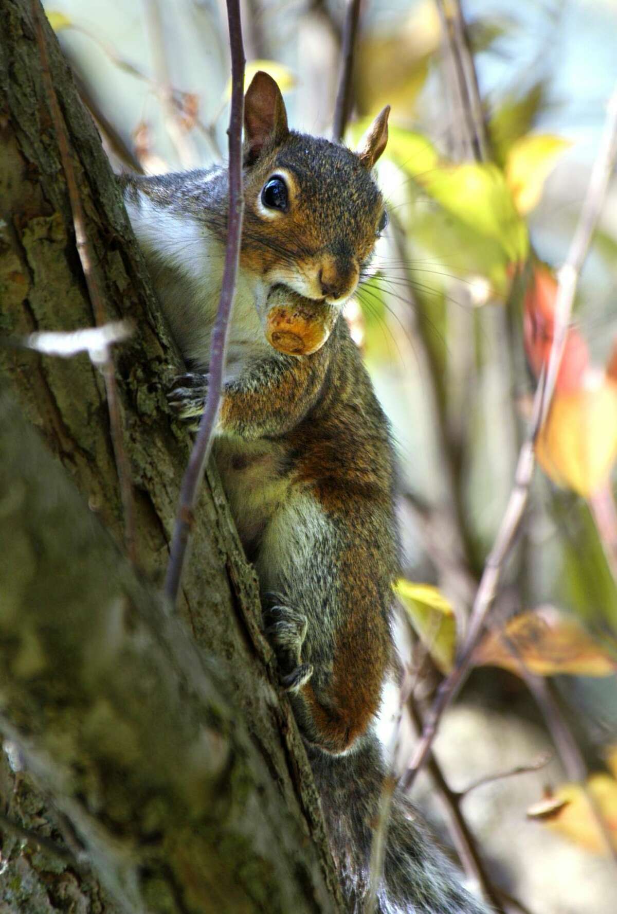 A gray squirrel pauses on the side of a tree with an acorn in its mouth in Portsmouth, N.H. It’s a sure sign that Autumn is near and colder weather is not far behind.