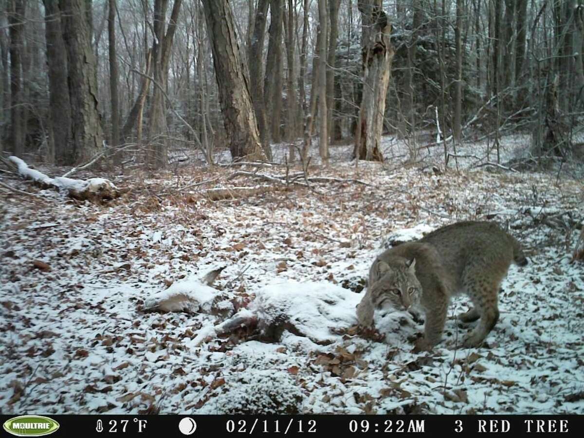 A bobcat in the woods.
