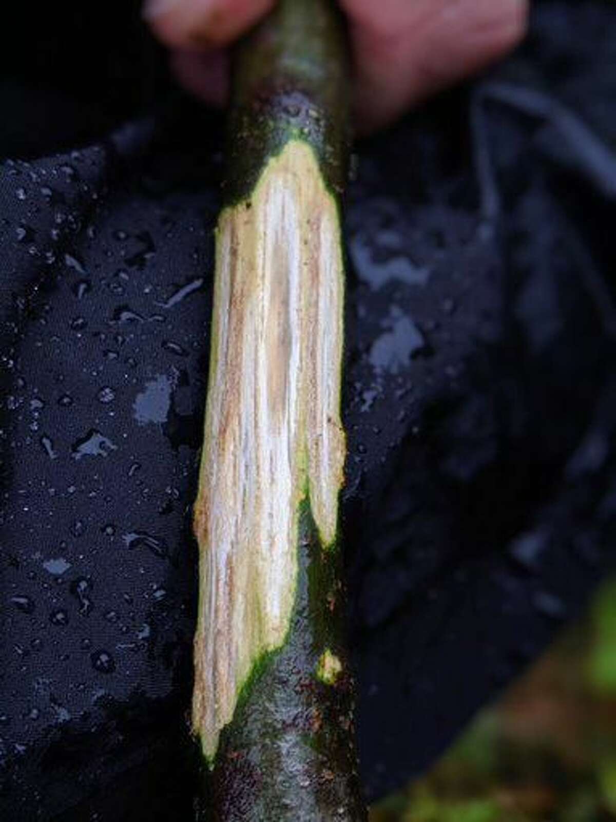 Robert Miller On the lookout for fungus that kills oak trees