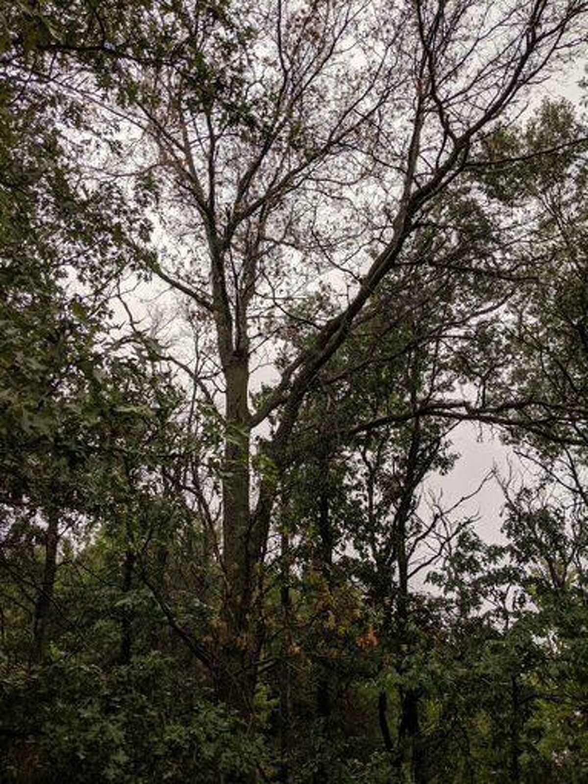 Robert Miller On the lookout for fungus that kills oak trees