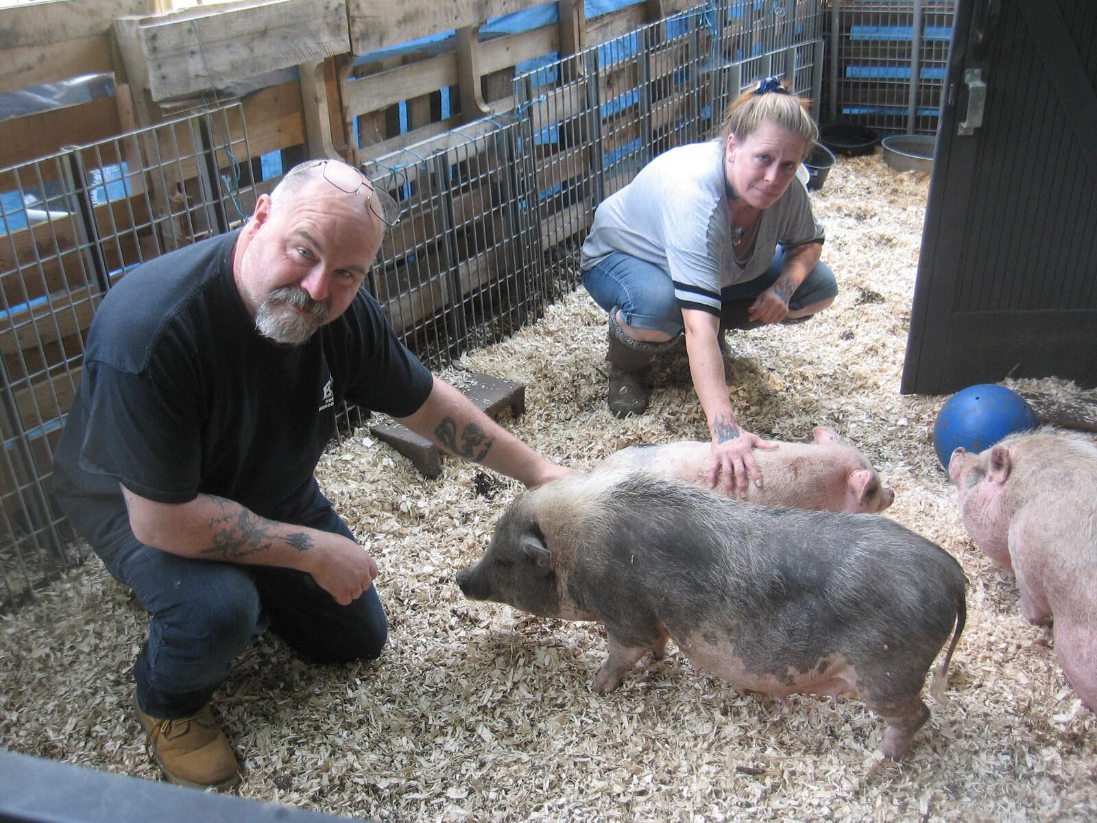 Torrington farm rescues wayward Pot Bellies, has history of pitbull rescue