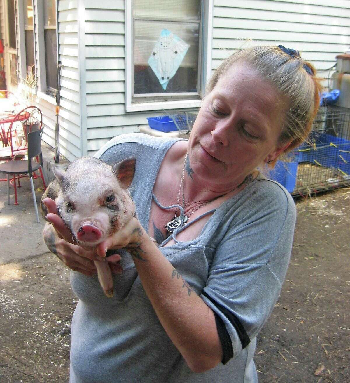 Torrington farm rescues wayward Pot Bellies, has history of pitbull rescue