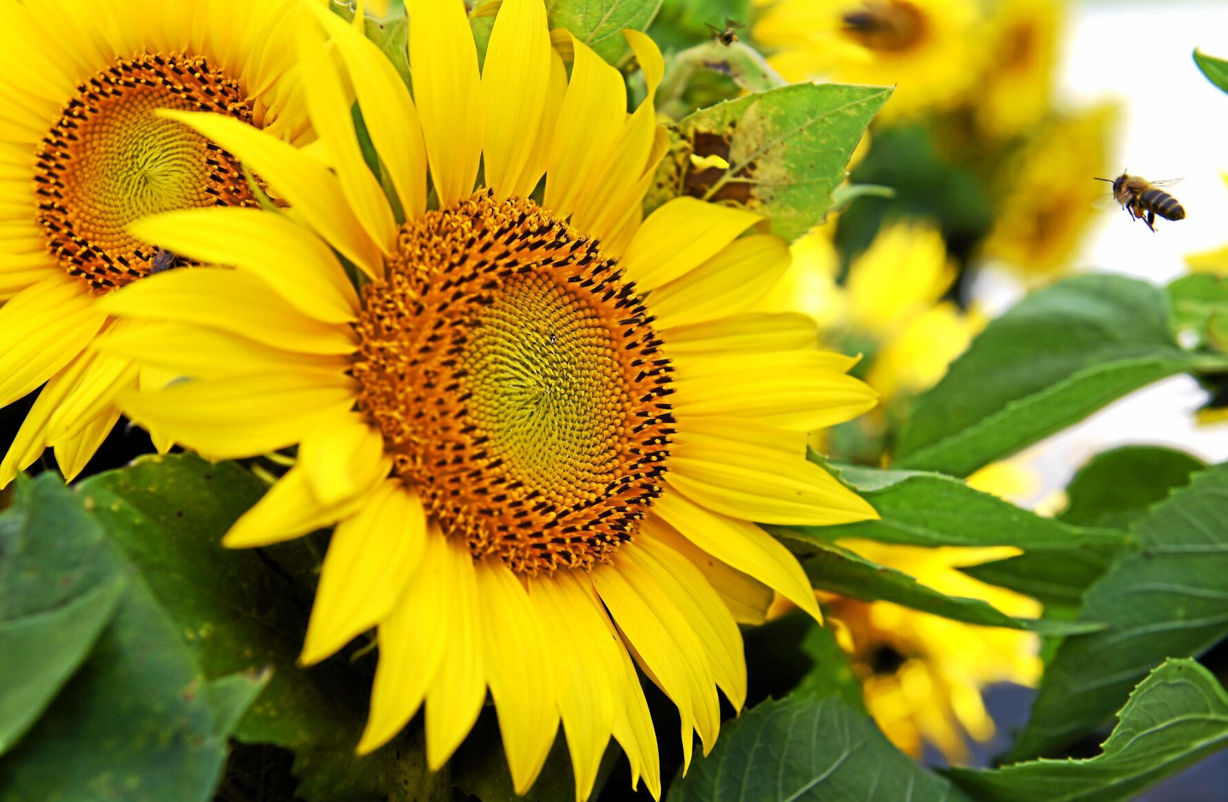 Woodbury’s The Farm celebrates sunflower season