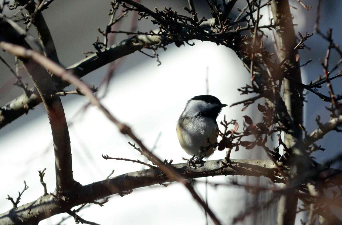 A Black-capped Chickadee rests on a branch during the annual Christmas Bird Count at the Greenwich Audubon on Riversville Road in 2011.