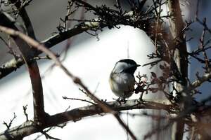 Here's what the chickadees can tell you about human activity