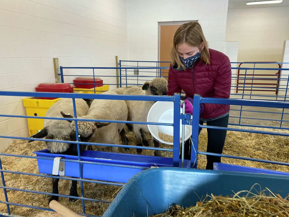 A student at Shepaug Valley School's agriscience program feeding the sheep.