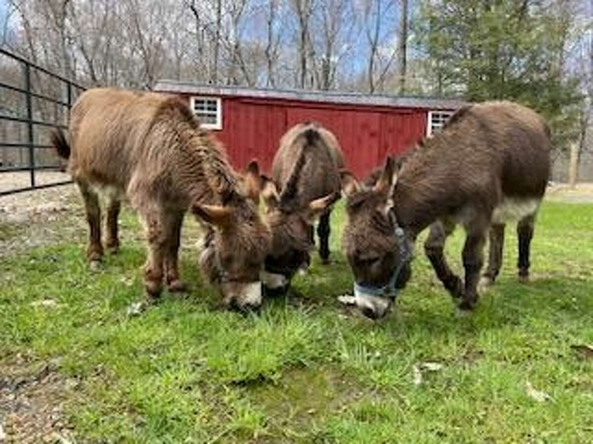 Bethlehem donkey rescue, sanctuary takes first residents