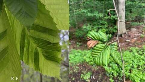 Scientists: Beech Leaf Disease, potentially fatal for trees, widespread ...