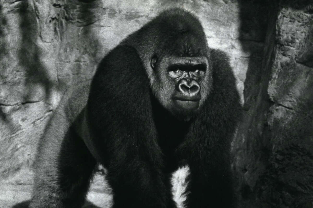 Mopie, paskutinė zoologijos sodo gorila, persikėlė į Smithsonian nacionalinį zoologijos sodą 1990 m. 