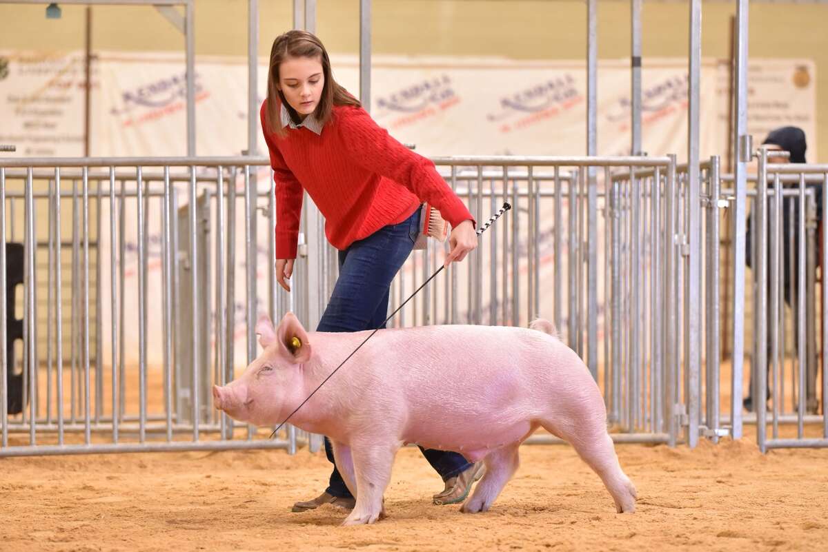 Maddie and her barrow during the Kendall County Live Stock Show in January.