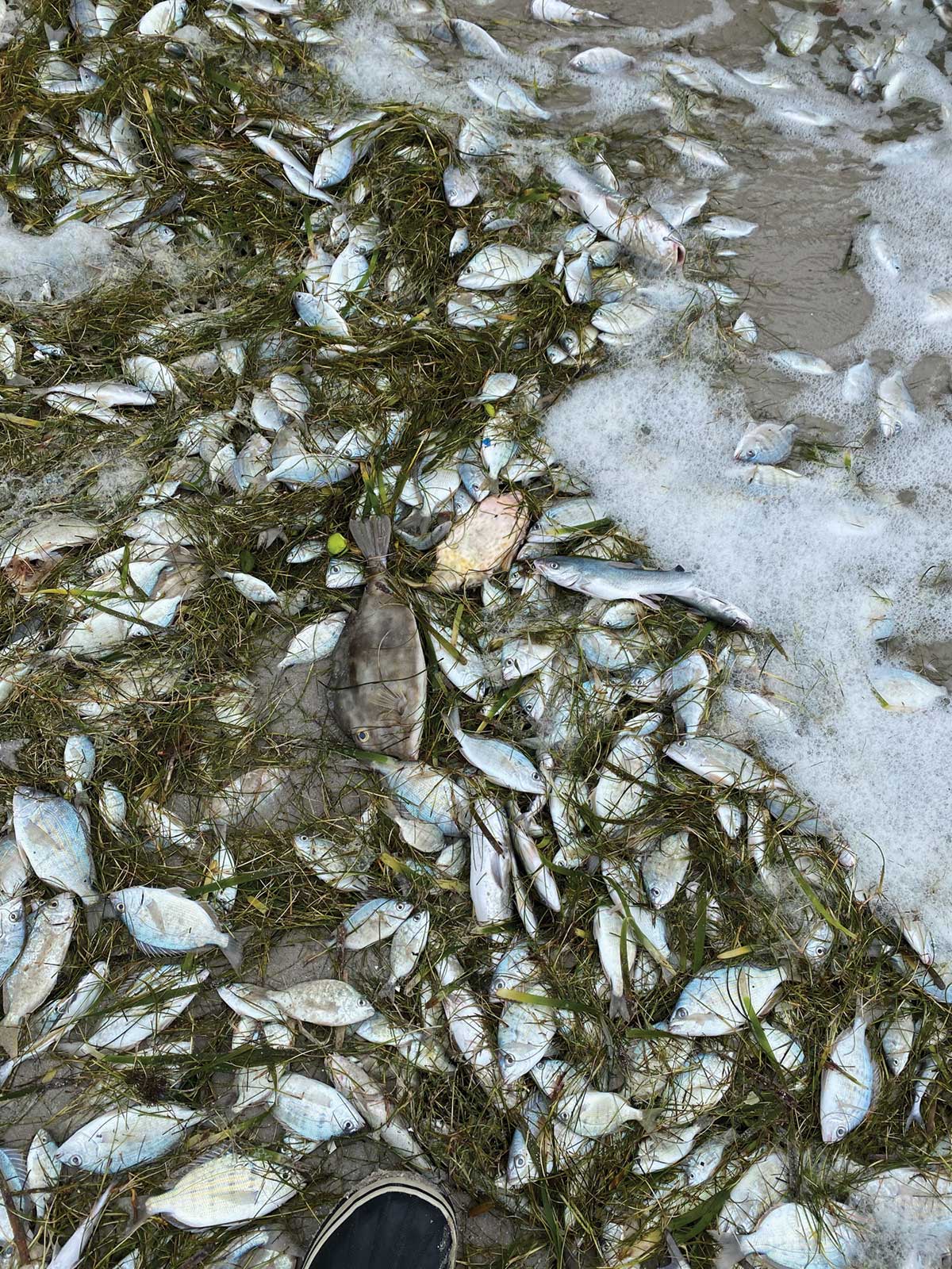 Millions of fish, bats, deer and other Texas wildlife died in February 2021 storm, officials say - Vimarsana News