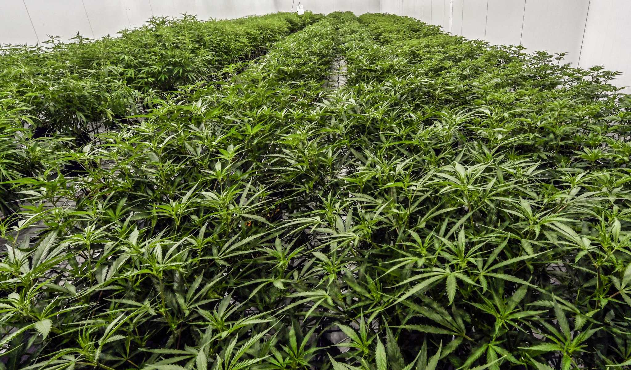 Lottery opens for cannabis micro-cultivator licenses in CT
