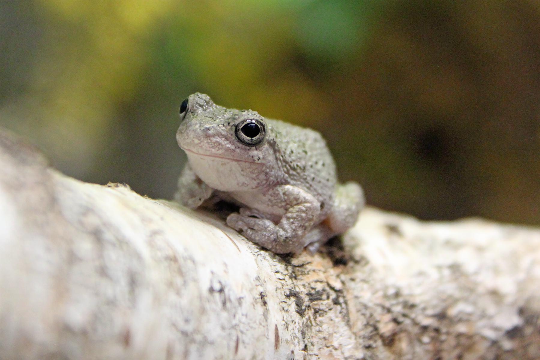 CT volunteers needed for frog census with FrogWatch USA - Vimarsana News
