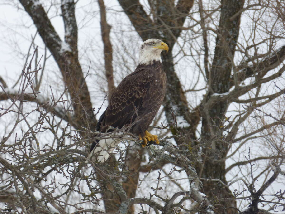 A bald eagle could be seen perched in a tree near Cedar Creek between Brethren and Kaleva. 