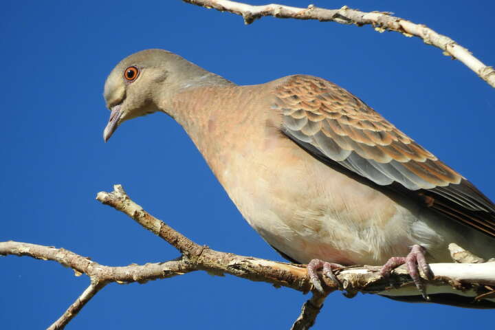 A rare bird spotted in the Bay Area is puzzling scientists