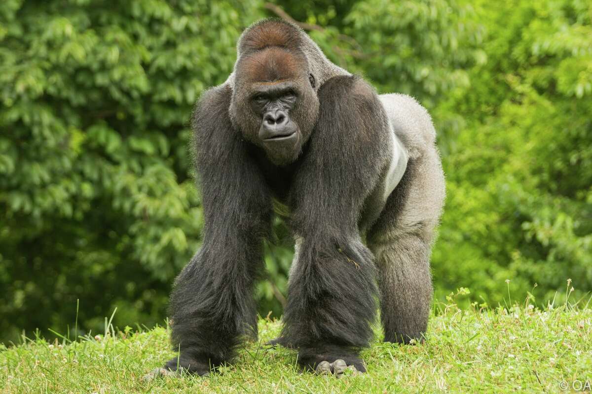 A gorilla at the San Antonio Zoo.