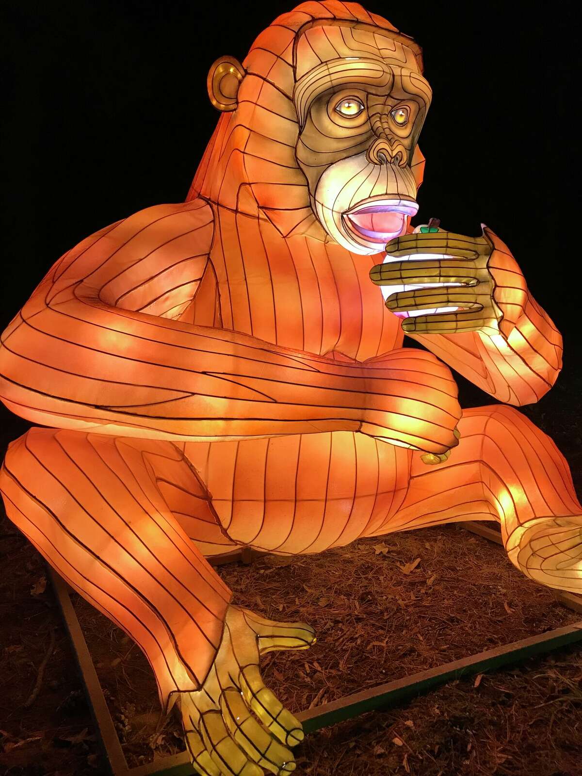 Large monkey lantern at Lyman Orchards. Photo contributed by American Lantern Festivals