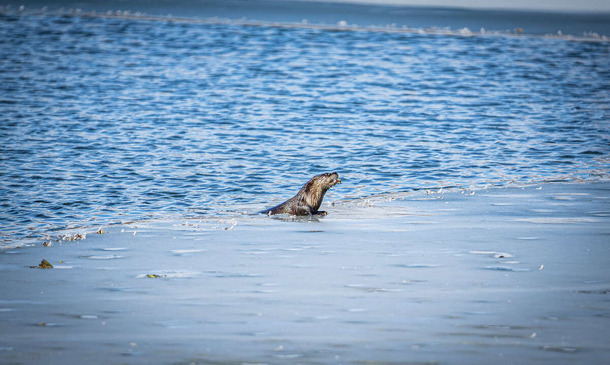 Otter makes St. Louis suburb's pond its home
