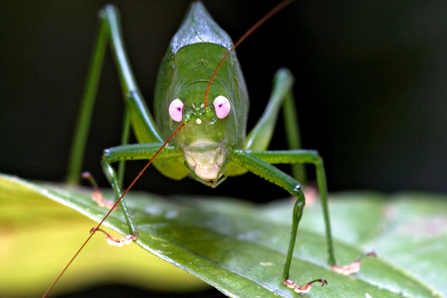 Japanese Insect Sound Earth Matters: Listening and learning the sounds of different insects