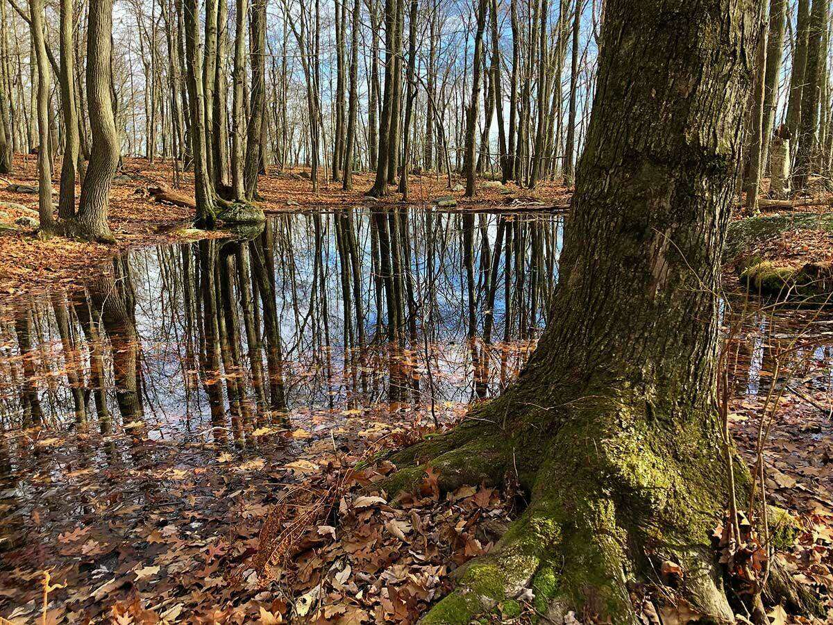 A vernal pool at the edge of the forest.  