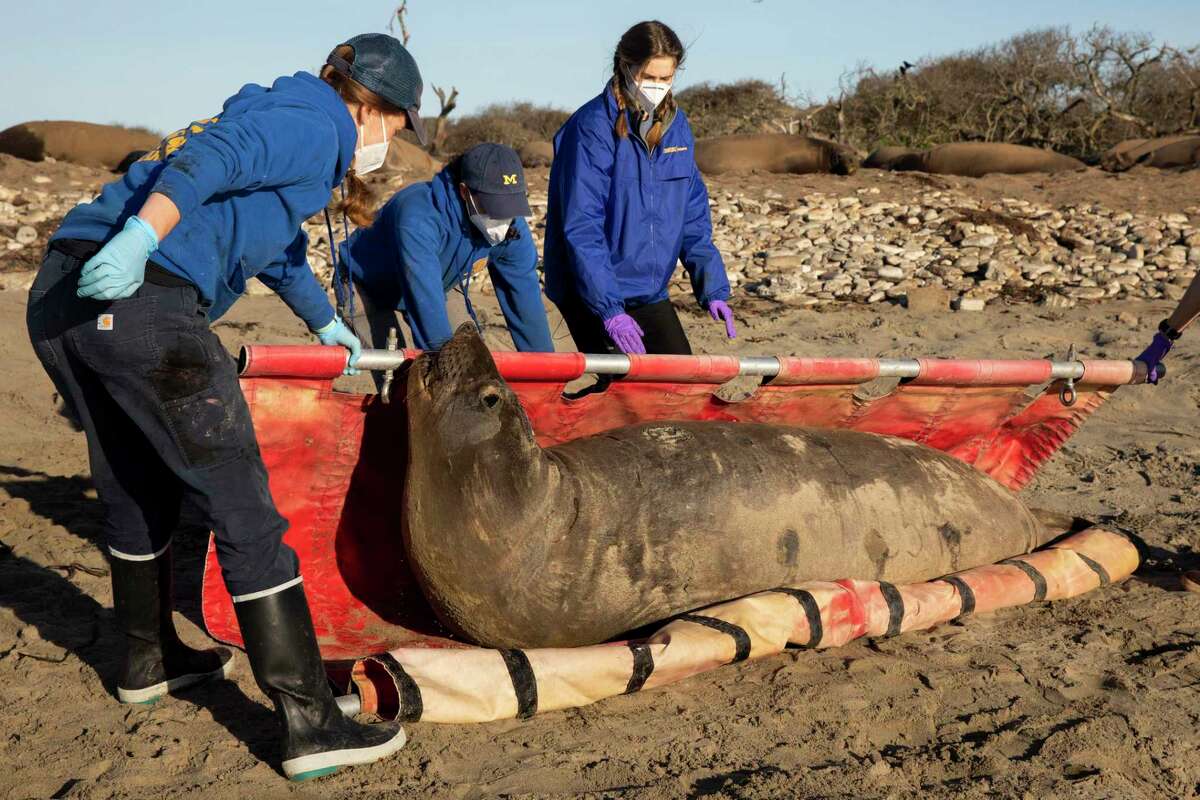 Theresa Keates (left), Arina Favilla and Avalon Conklin of the UC Santa Cruz Costa Lab weigh elephant seal C548 after retrieving satellite tags.