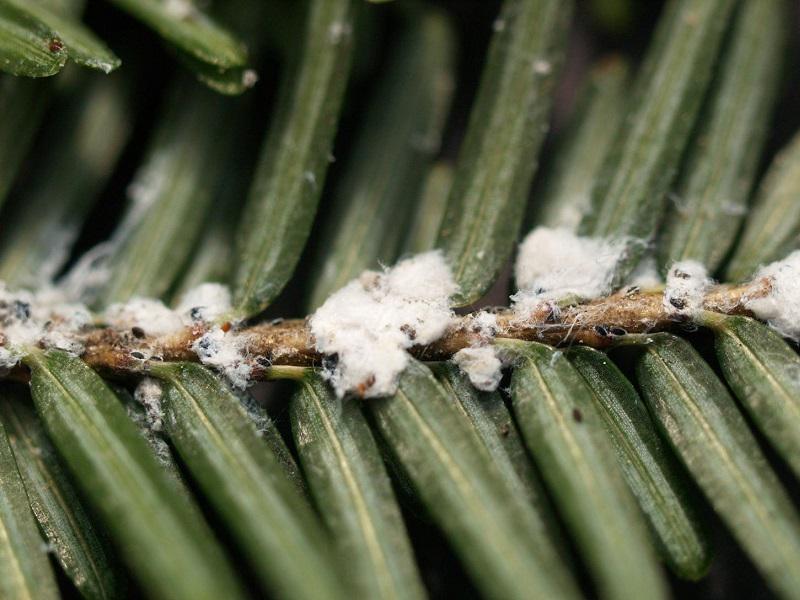 Robert Miller: January cold likely won't kill off the insects destroying precious CT trees - Vimarsana News