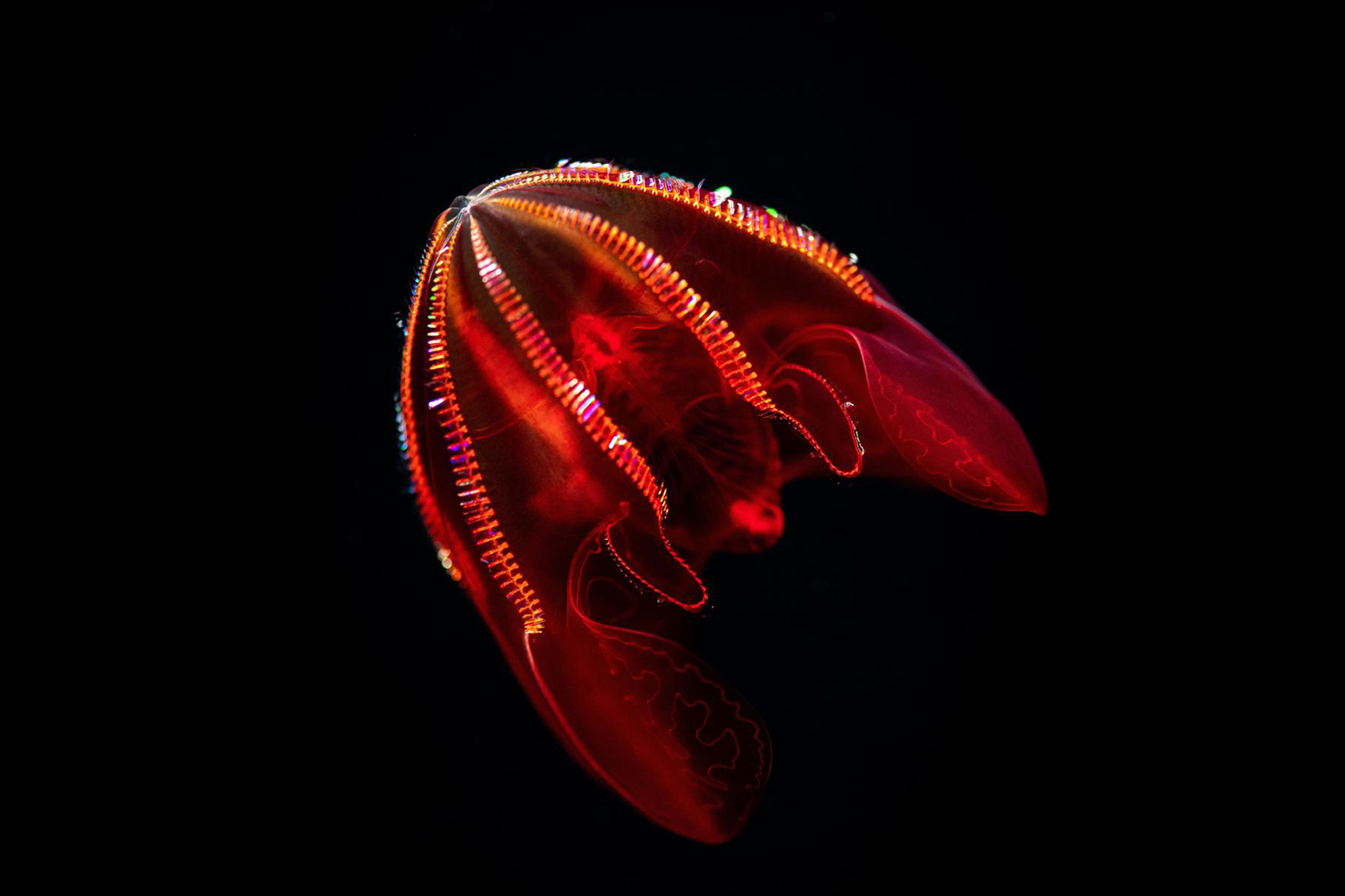 new-monterey-bay-aquarium-exhibit-to-feature-deep-sea-creatures-that