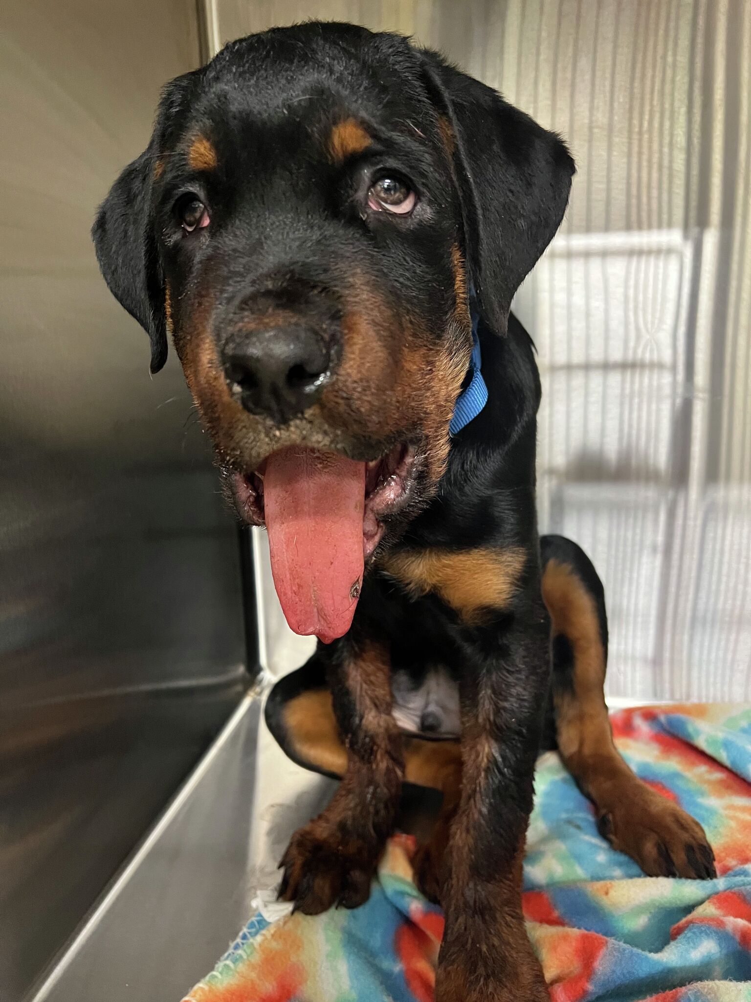 Information sought on abused puppy found in Troy - Vimarsana News
