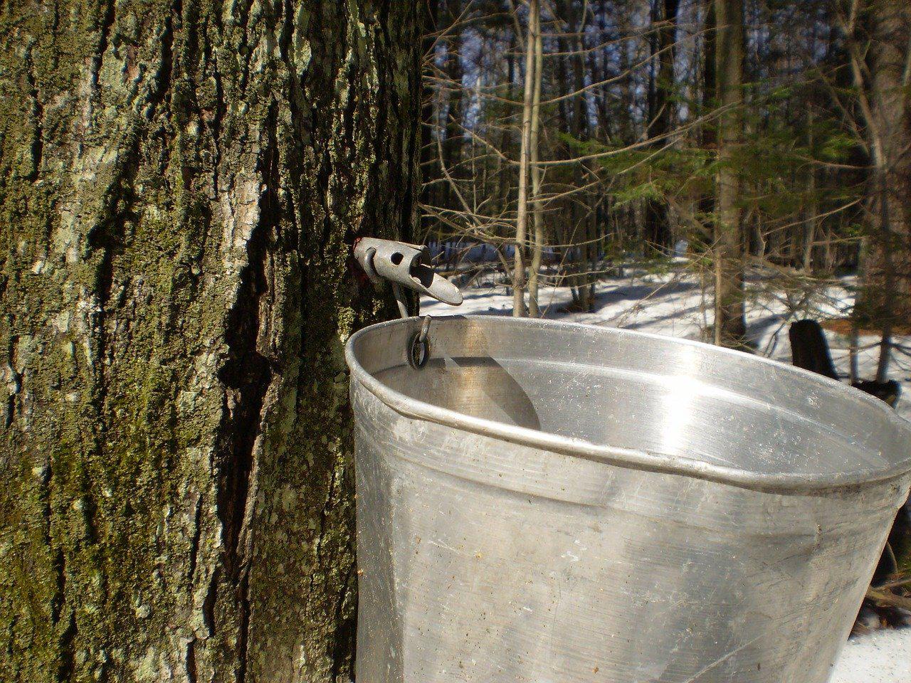 Maple sugaring workshop set at institute in Washington - Vimarsana News