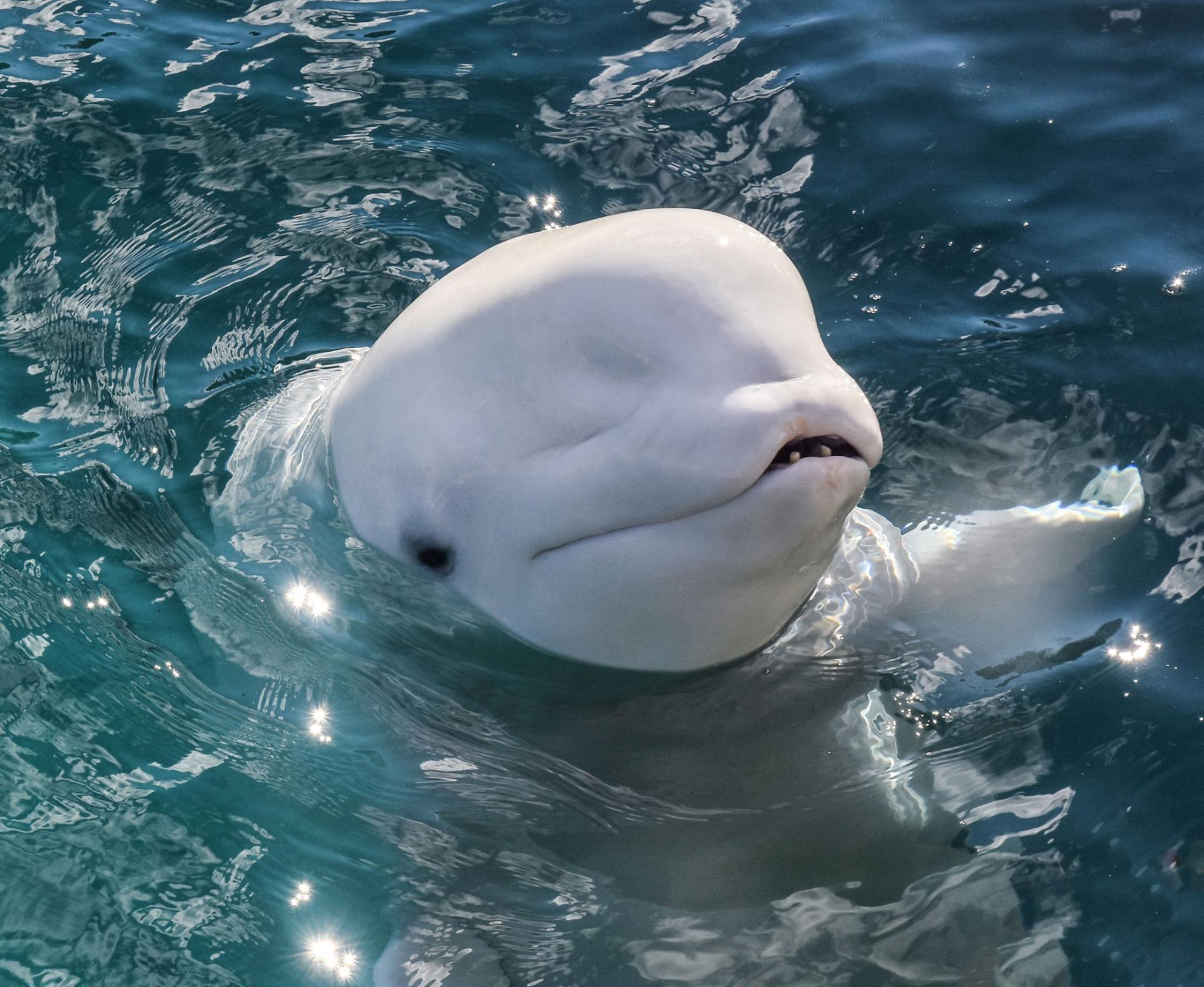 beluga whale pictures