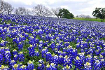 9 great places to see bluebonnets in Texas