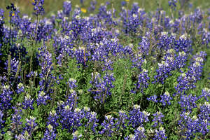 9 great places to see bluebonnets in Texas
