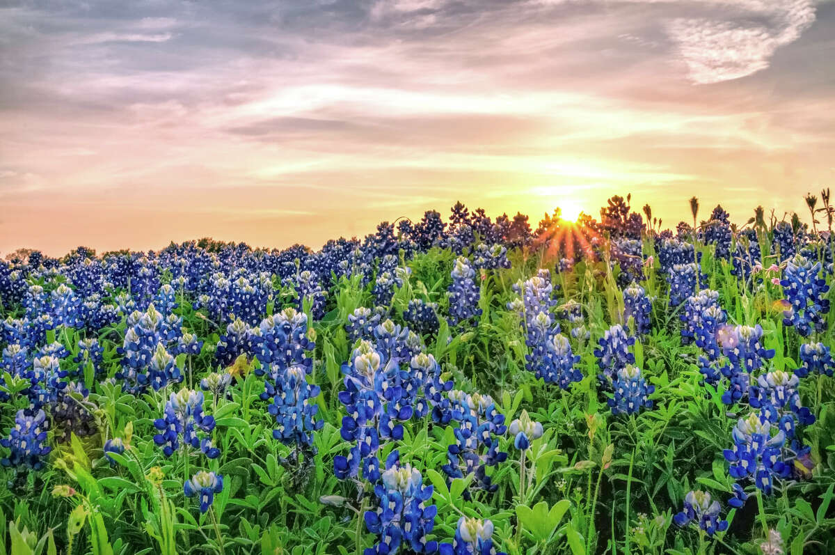 Texas bluebonnets at sunset.