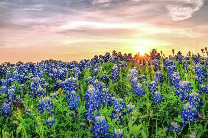 9 great places to see bluebonnets in Texas