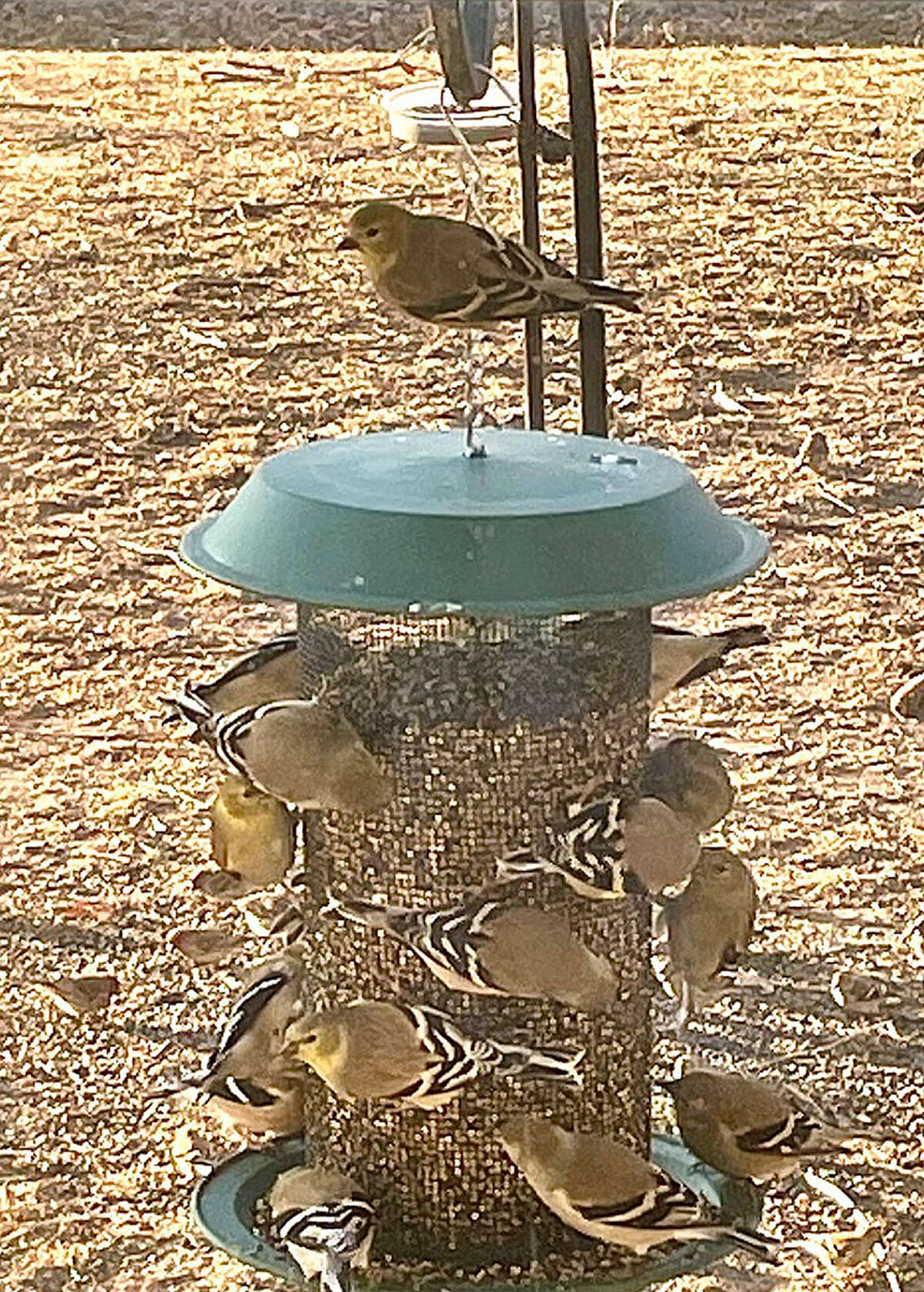 A party of goldfinches finds a feast at a backyard feeder.