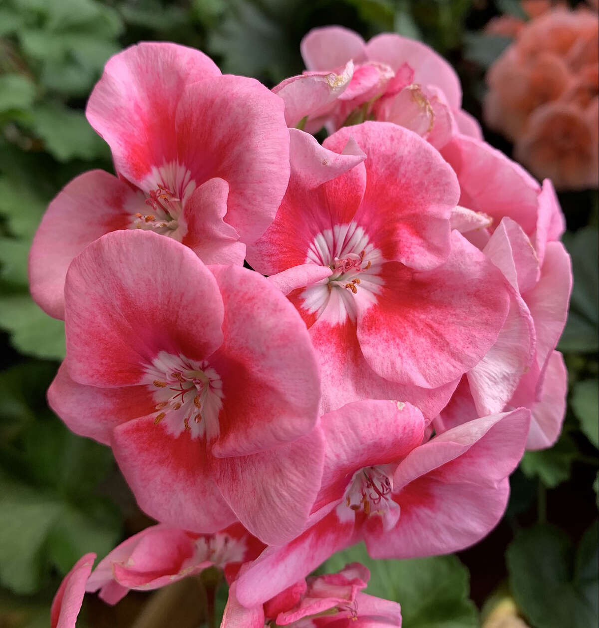 A blooming geranium brings a splash of warmth and color to a winter day.