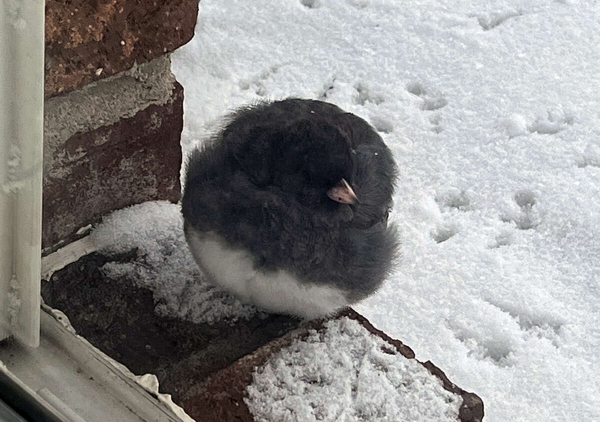 A junco rests on a window ledge outside a Greenfield house.