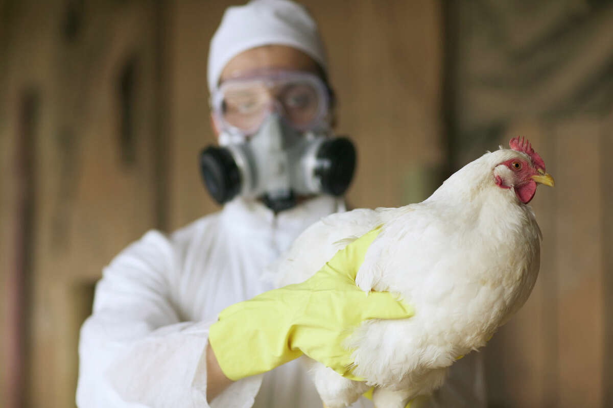 A scientist holds a chicken while monitoring for avian influenza