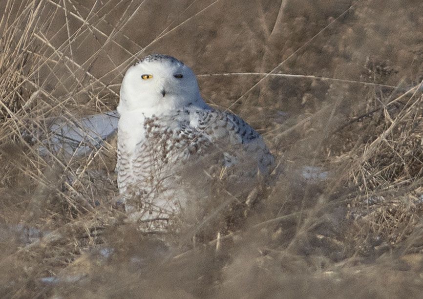 Birders flock to Washington County to see snowy owl - Vimarsana News