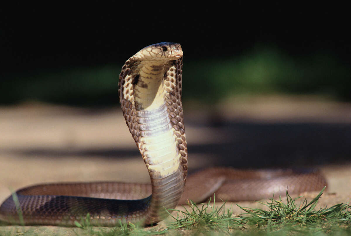 The Grand Prairie West African Banded Cobra has not yet been found. 
