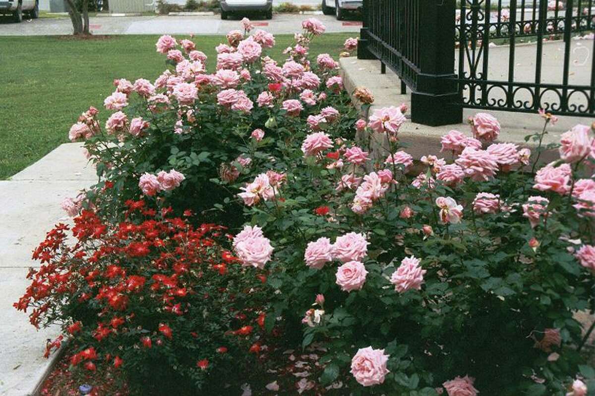 Belinda's Dream roses
