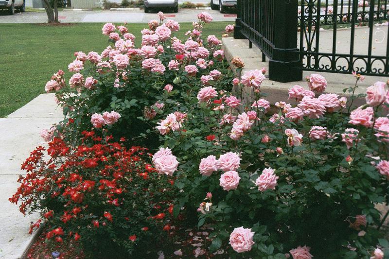 Star® Roses - 'Canyon Road™' Floribunda Rose – Al's Garden & Home