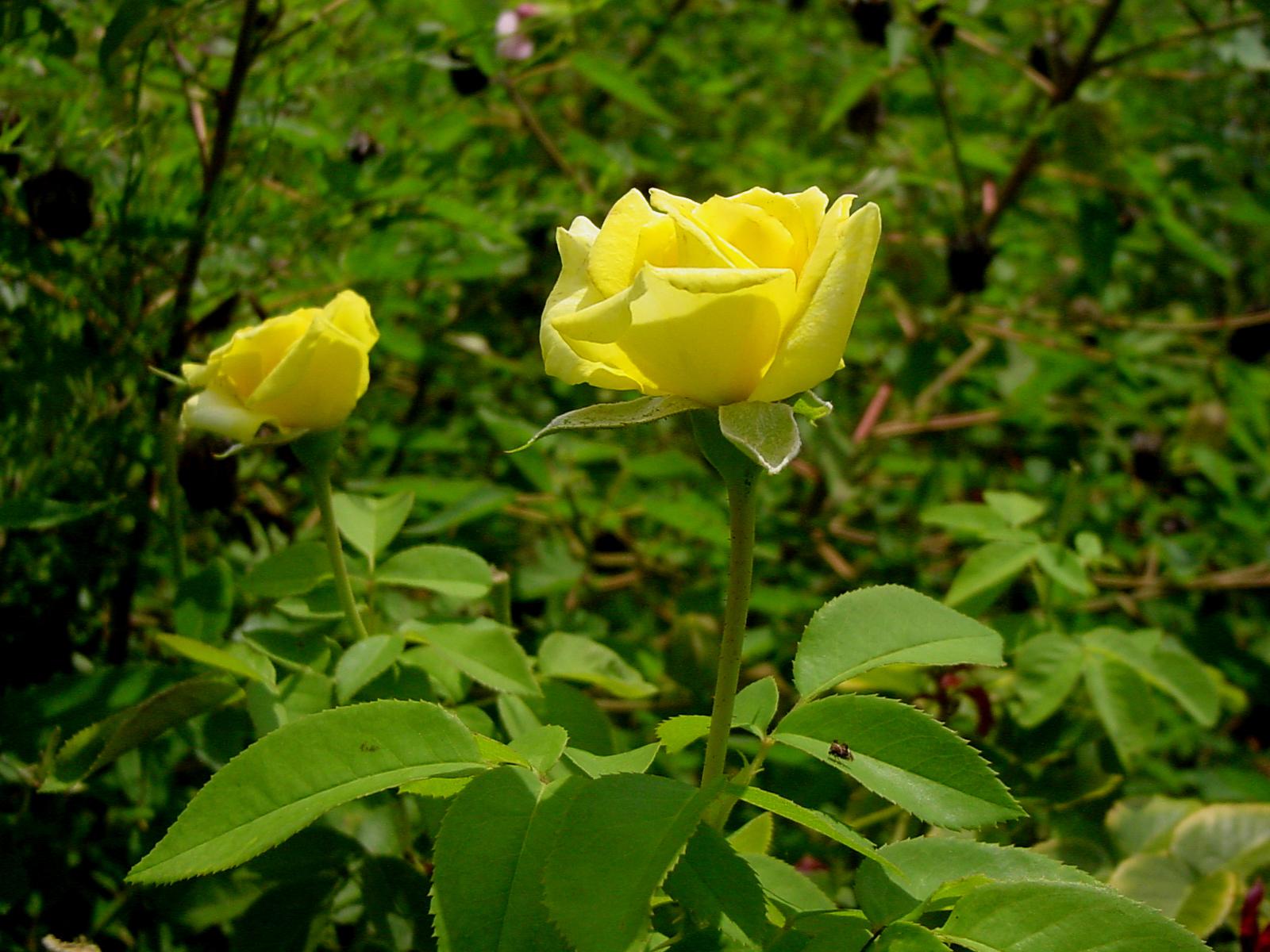 Calvin Finch's guide to the best old-fashioned and tough modern roses for  San Antonio and South Texas, image size:1600x1200