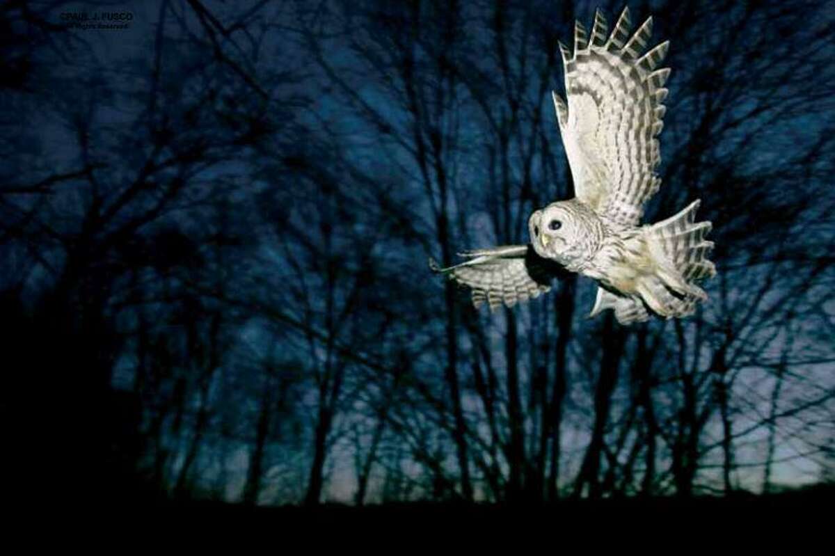 The David M. Hunt Library in Falls Village will host a Zoom presentation focusing on the eight species of owls that can be seen in Connecticut, with Master Wildlife expert Ginny Apple, Feb. 26.