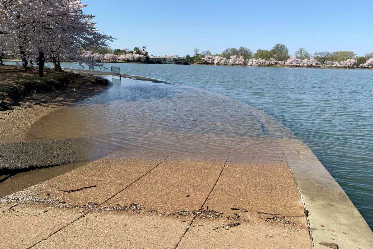 FILE - Part of the sidewalk near the Jefferson Memorial is covered in water during high tide at the Tidal Basin in Washington, Wednesday, April 3, 2019. Decades of wear and tear from foot traffic, combined with rising sea levels and a deteriorating sea wall, have created a chronic flooding problem in the Tidal Basin, the manmade 107-acre reservoir that borders the Jefferson Memorial, home to the highest concentration of cherry blossom trees. (AP Photo/Ashraf Khalil, File)