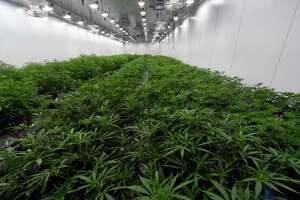 Norwalk cannabis ordinance gains committee approval