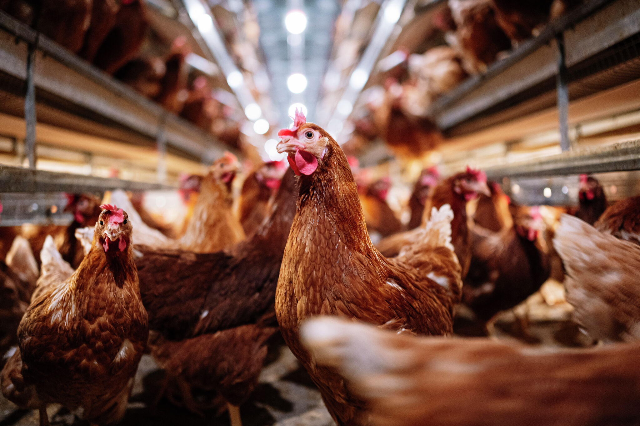 Illinois Department of Agriculture takes bird flu precautions - Vimarsana News